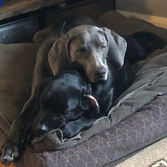 Meet your Posher, Rachel - Picture 1 of 1